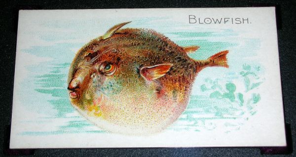 2 Blowfish
